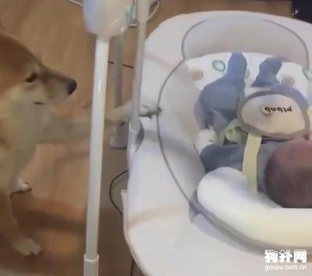 狗狗看主人不在，主動去哄寶寶睡覺，這也太懂事了吧