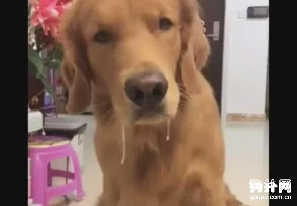 主人遲遲不下進食命令，狗狗口水流成河