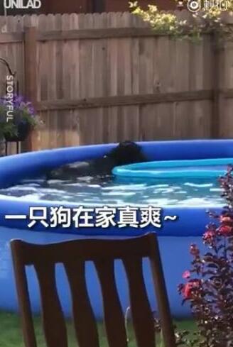 狗狗進游泳池放飛自我被抓包，心虛的發起脾氣