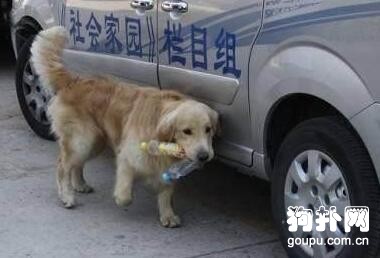 主人癱瘓在床，狗狗撿廢品養家