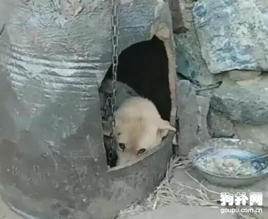 寵主給狗子建了個豪華的狗窩，網友嘲笑：破缸有什么好炫耀的
