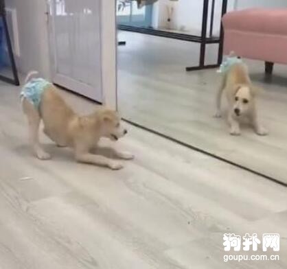 主人為省事，直接給狗穿上紙尿褲，狗子氣得發狂