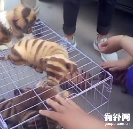狗販將土狗染色冒充老虎狗，太缺德了