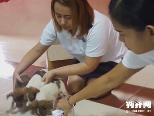 媽媽和哥哥慘死路邊，幸存的小奶狗們守候在旁不肯離去