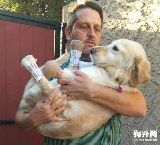 狗狗差點被安樂死，截肢保命后，活成了人們的偶像
