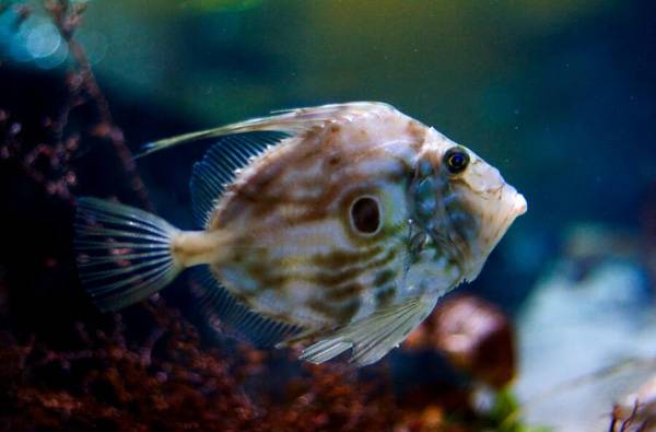 多利魚和龍利魚區別
