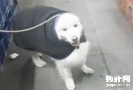 大白狗被迫穿上大棉襖，委屈得快哭了