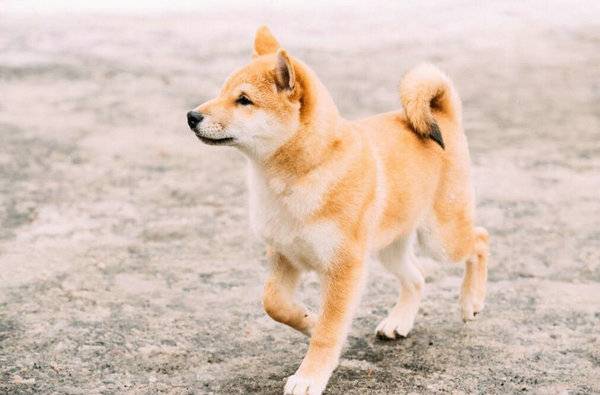 柴犬哪里買