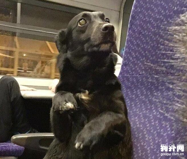寵物狗自己坐車，乘客們的反應好暖哦~