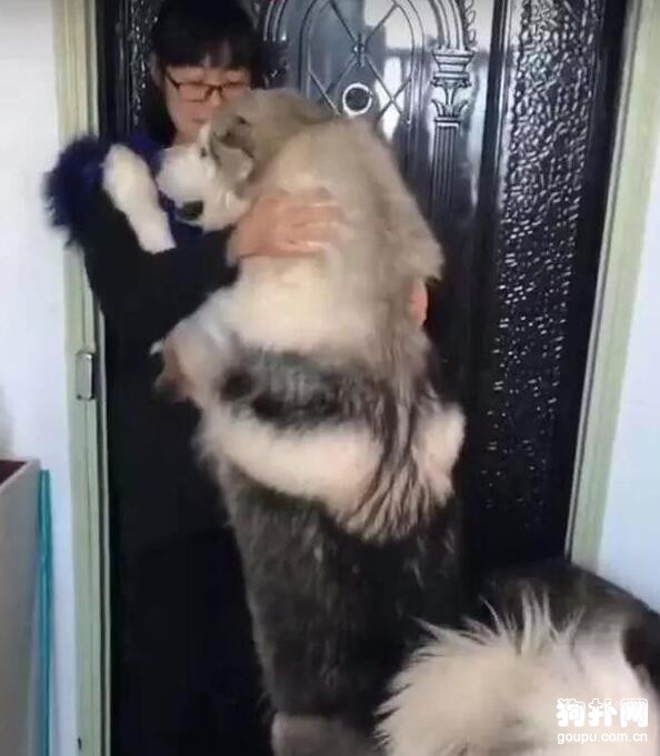 大狗擋在門口，撒嬌不讓女主人離開，這下麻煩了！
