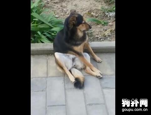 大狗告白遭拒絕，癱坐路邊不肯回家，主人頭都大了