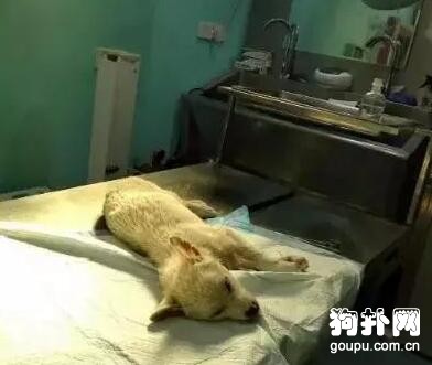 流浪狗被偷狗團伙誘捕，全身扎滿了魚鉤，太殘忍了！
