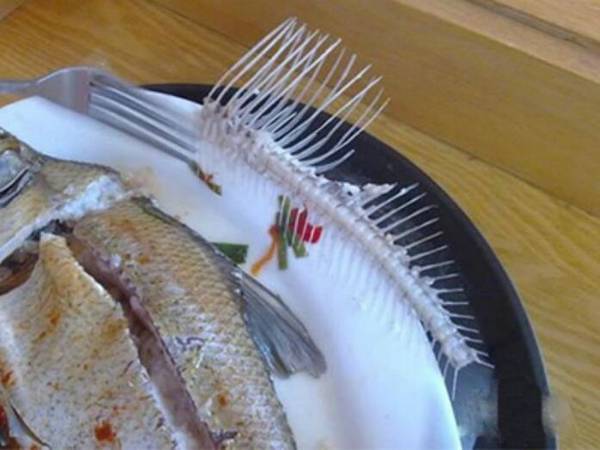 小貓為什么不怕魚刺