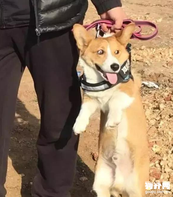 狗狗耍賴不起，看看大神們都是怎么做的