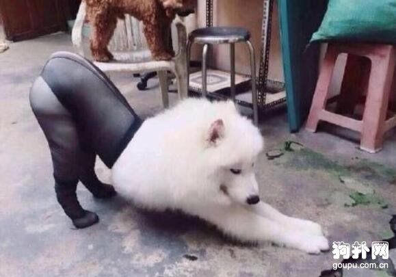 狗狗穿上黑絲秀大長腿，這畫面看得我老臉一紅