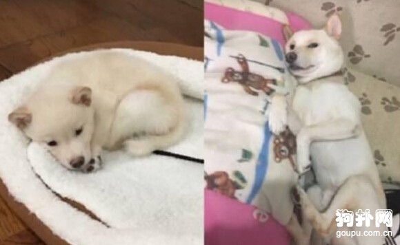狗狗接受不了自己的新造型，對鏡狂嚎~~