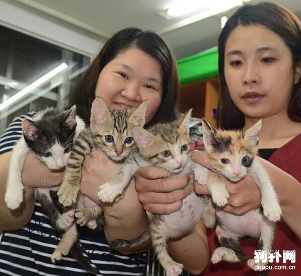 狗狗癌癥末期卻還撐著救助小貓，后因體力不支倒地不起