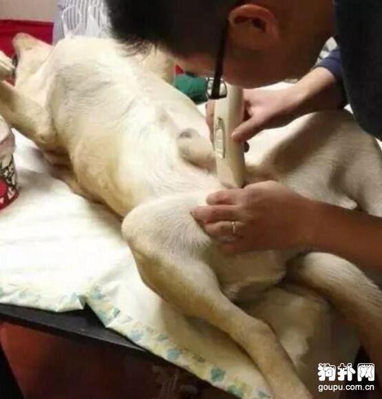 寵主不顧狗狗意愿，堅持給它做了絕育，狗狗從此性情大變