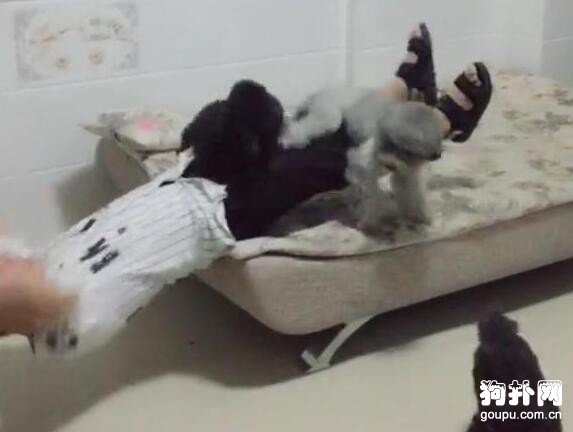 小狗狗們給主人當健身道具，結果集體逃跑，主人被摔慘了
