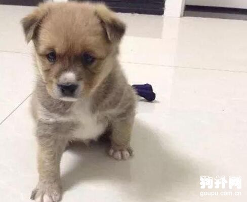 狗狗挨打后跑出家門，主人苦尋許久而不得，懊悔不已