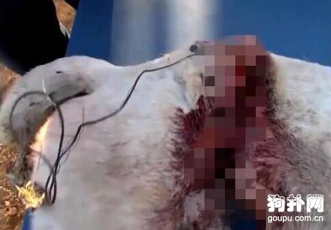 流浪狗被鐵絲纏身，身體差點被勒成兩節，好殘忍的手段！