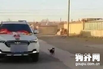 女主人要出嫁了，狗狗舍不得主人、緊追婚車不放，好感動！