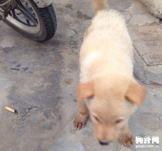 堅持給流浪狗喂食了幾天，它終于被我打動，跟我回家了