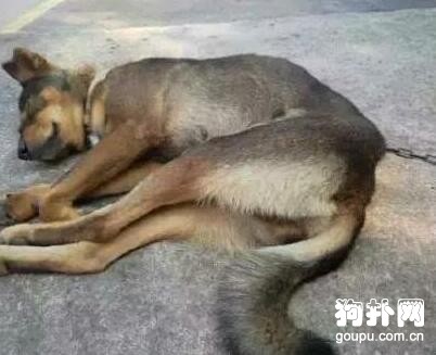 大黃狗太吵被人用死老鼠毒死，留下一窩可憐的小奶狗