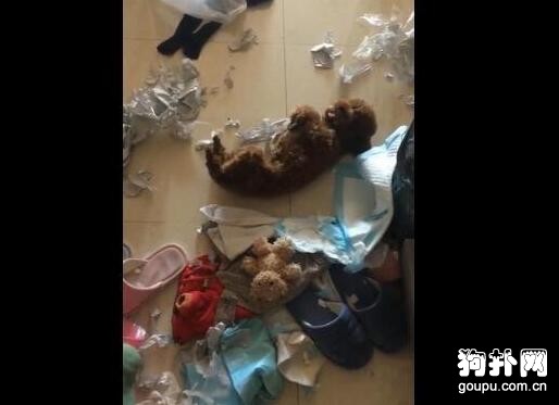泰迪犬拆家后倒地抽搐，妄圖偽裝受害者瞞天過海，太能演了！