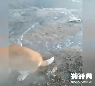 狗狗智商感人，主人笑得直不起腰