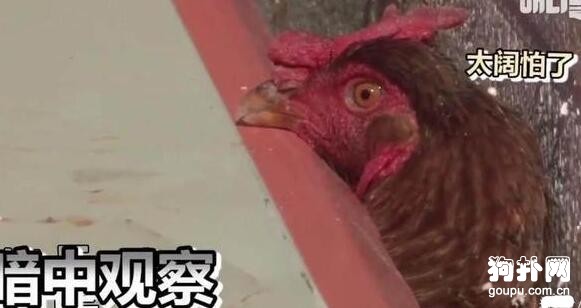 囂張的狗子被雞群圍住狠狠教訓了一頓，被啄得懷疑狗生
