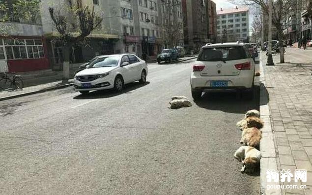 流浪狗車后酣睡卻被瞬間驚醒，茫然的眼神好心酸