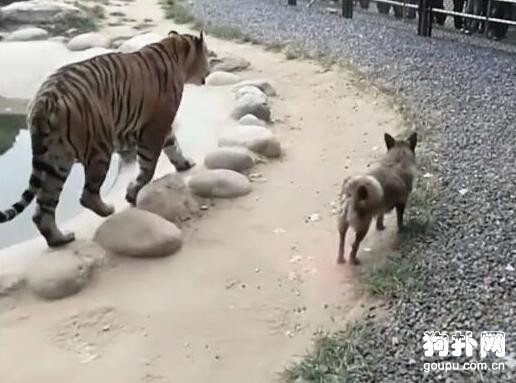 狗狗誤入老虎窩，圍觀群眾嚇出一身冷汗