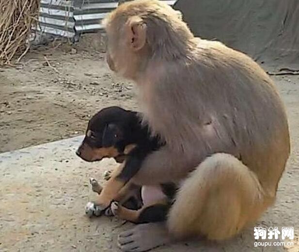 小奶狗居然被一只猴子收養，知道內情后我淚目了