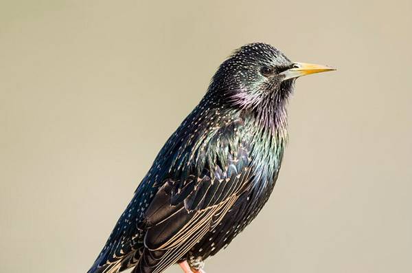 八哥鳥怎么養