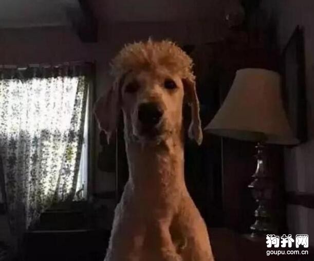 萌狗變硬漢，美容師這審美，真是讓人一言難盡啊