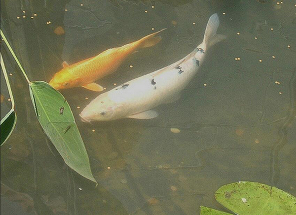 錦鯉是什么魚