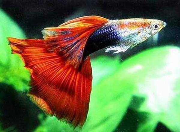 孔雀魚怎么養不容易死