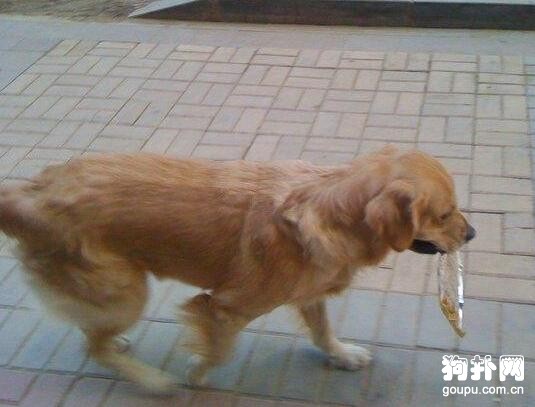 愛吃零食的大狗子，每天賒賬買瓜子，主人驚呼養不起