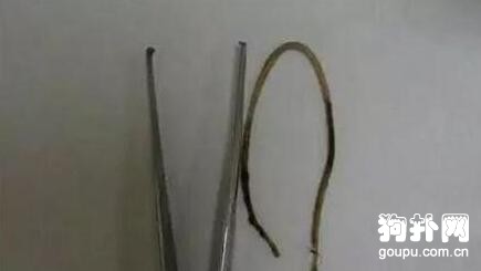 狗狗咬壞主人價值數千的衣物，被虐待一夜，性格驟變