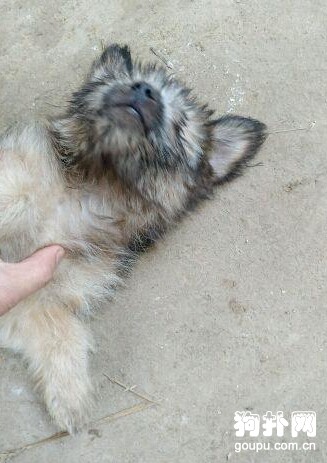 流浪狗染上壞習慣，被收養它的主人再次拋棄