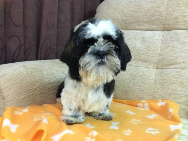 狗懷孕多久能看出來