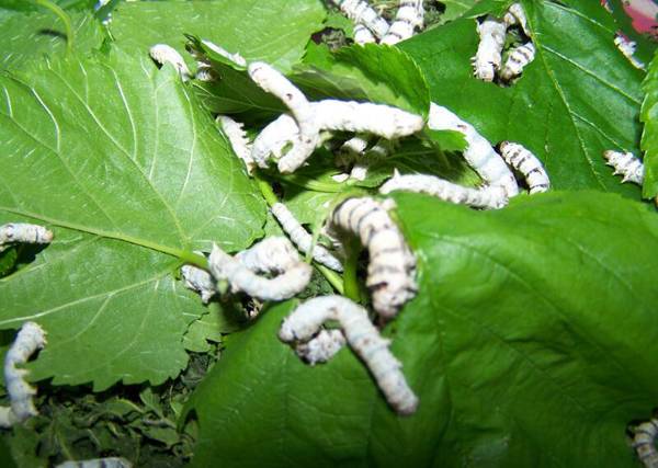 蠶的變化過程