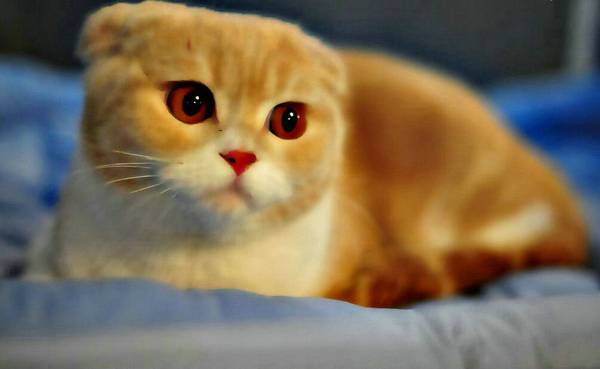 貓懷孕多久能看出來