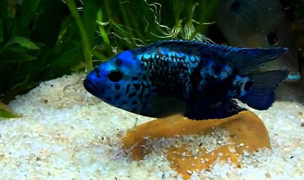 羅漢魚身上有白點怎么辦