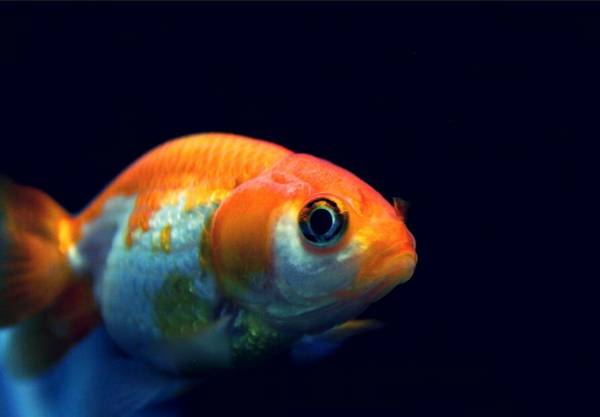金魚一天喂幾顆粒飼料