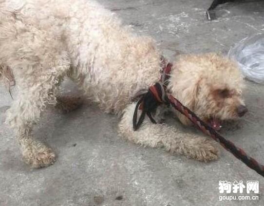 寵主沒時間照顧狗狗，栓在外面任由它風吹日曬，太慘了