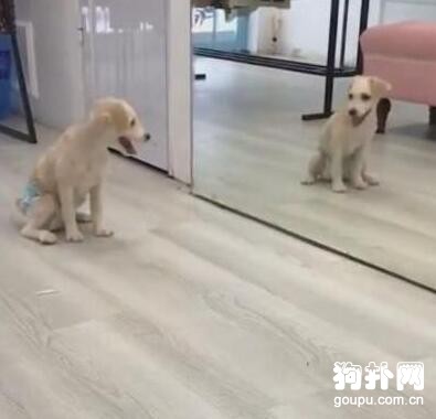 主人為省事，直接給狗穿上紙尿褲，狗子氣得發狂