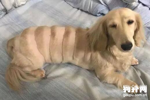 那些“靈魂”美容師做出來的狗狗造型