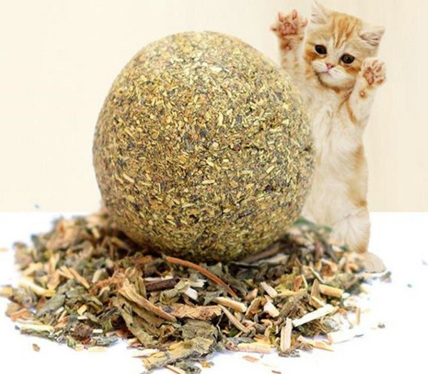 2個月小貓能吃貓薄荷嗎
